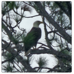 Common Wonders Eagle sitting in a tree
