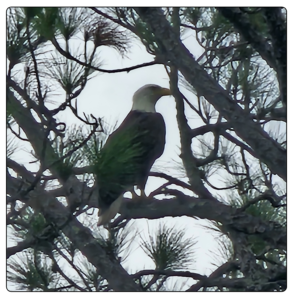 Common Wonders Eagle sitting in a tree 