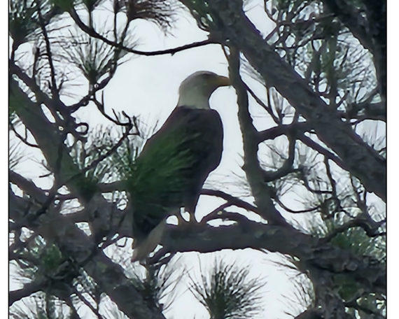 Common Wonders Eagle sitting in a tree