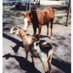 Horse and Goats image