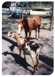 Horse and Goats image
