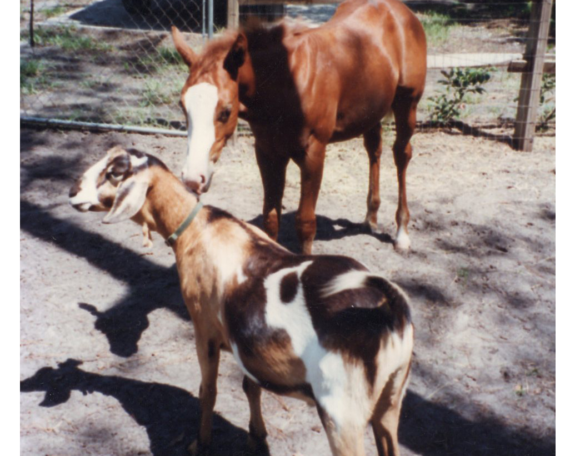 Horse and Goats image