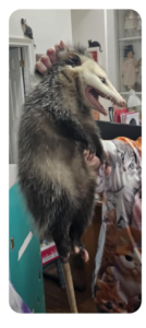 Sandra holding a opossum