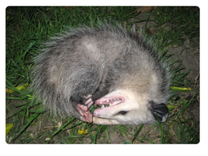 Opossum playing opossum imaghe 