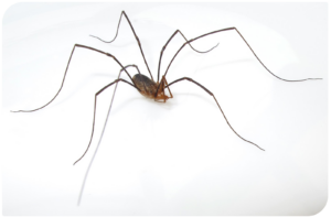 Granddaddy Long Legs