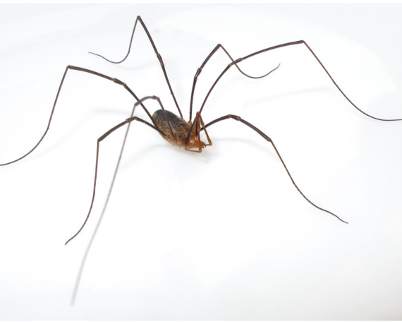 Granddaddy Long Legs