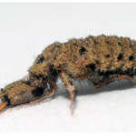 Songs in the Sand: The Story of the Doodlebug