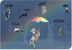 Raining cats and dogs image
