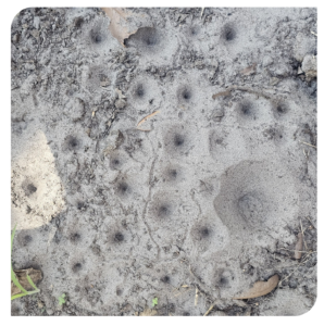 Doodlebugs  Common Wonders