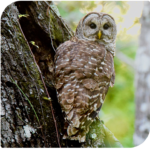 Owl on Tree image