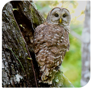 Owl on Tree image