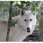 White Wolf image