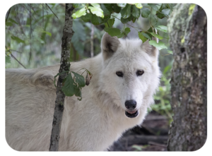 White Wolf image 