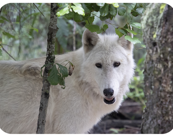 White Wolf image