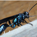 Willie the Wasp - The Misunderstood Mud Dauber Around Our House