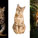 Living with a Tiny Tiger: Reflections from the Human Who Pays Rent